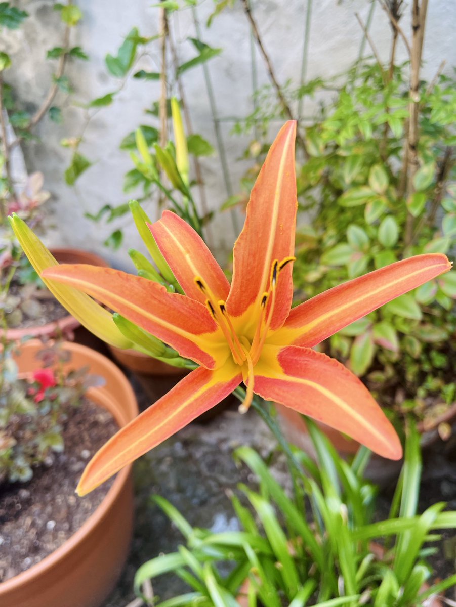 Lily